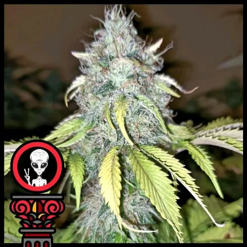 SEMI DI DOMUS - ALIEN CHOCOLATE EXPRESS AUTO - 5 SEMI