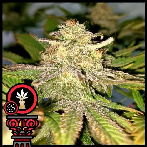 SEMI DOMUS - AUTO COOKIES - 5 SEMI