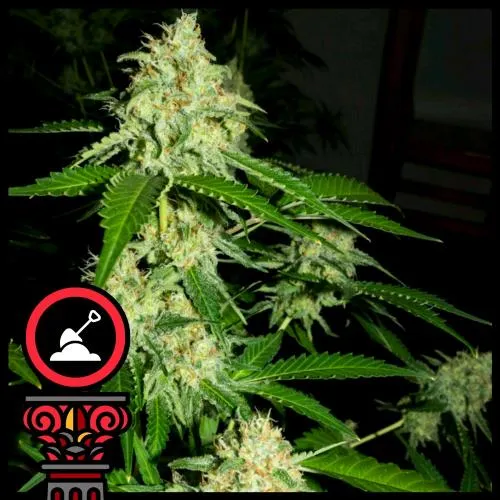 SEMI DOMUS - AUTO OREGON BUD - 5 SEMI