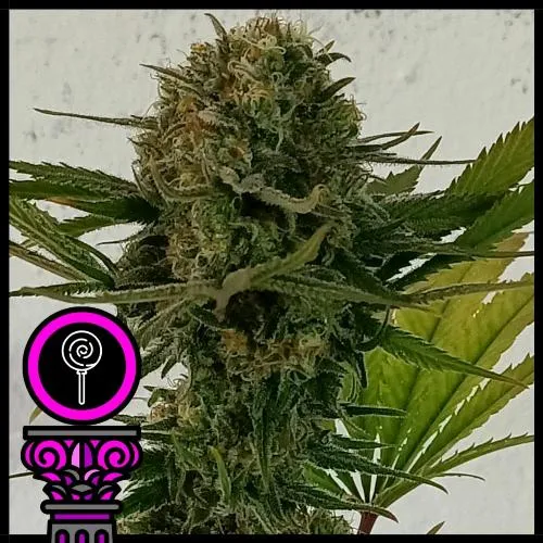 SEMI DI DOMUS - BLACK SCOTT'S OG FEM - 3 SEMI
