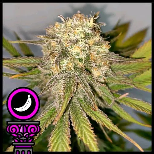 SEMI DI DOMUS - BANANA SPLIT FEM - 5 SEMI