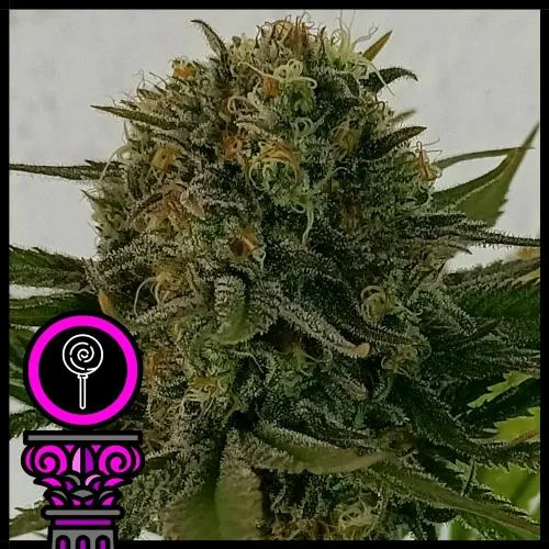 SEMI DI DOMUS - BLACK SCOTT'S OG FEM - 5 SEMI