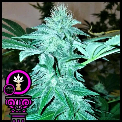 SEMI DI DOMUS - BLUE CHEESE FEM - 5 SEMI