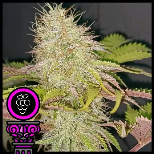 SEMI DOMUS - GRAN DADDY PURPLE FEM - 5 SEMI