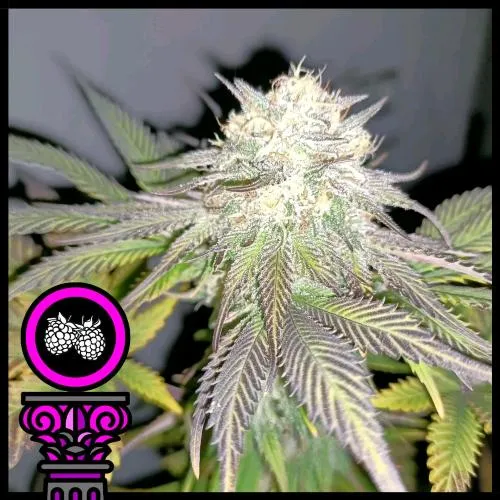 SEMI DI DOMUS - TROPICANA PURPLE COOKIES FEM - 5 SEMI