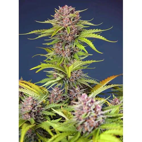SWEET SEEDS - MIMOSA BRUCE BANNER XL AUTO - 3+1 SEMI