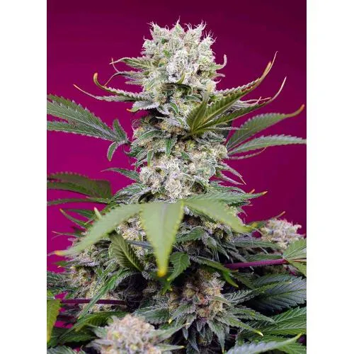 SWEET SEEDS - SWEET MANDARINE ZKITTLEZ XL AUTO - 5+2 SEMI