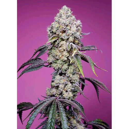 SWEET SEEDS - SWEET MANDARINE ZKITTLEZ FEM - VERSIONE F1 FAST - 5+2 SEMI