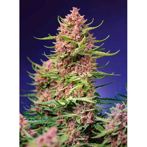 SWEET SEEDS - FRAGOLA COLA SHERBET FEM - VERSIONE F1 FAST - 5+2 SEMI