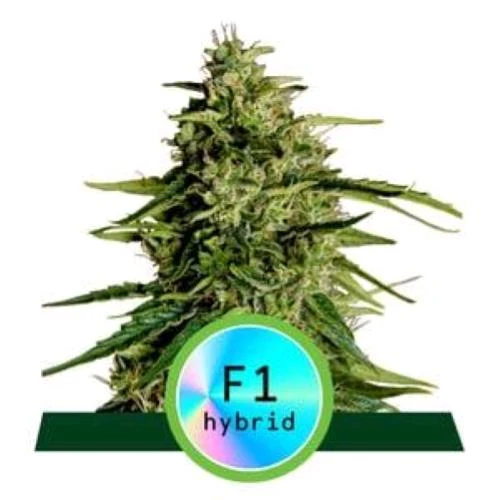 ROYAL QUEEN SEEDS - IBRIDI F1 - MILKY WAY F1 AUTO - 10 SEMI