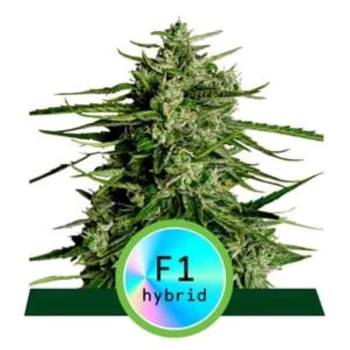 ROYAL QUEEN SEEDS - F1 IBRIDI - TITAN F1 AUTO - 1 SEME