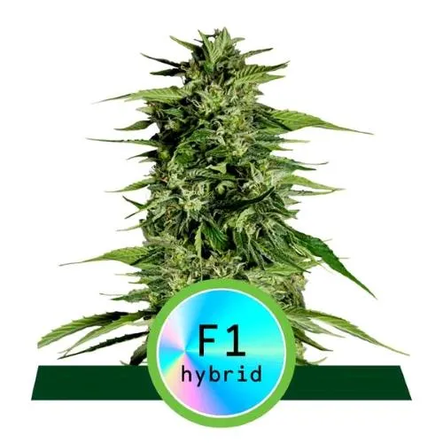 ROYAL QUEEN SEEDS - IBRIDI F1 - HYPERION F1 AUTO - 5 SEMI