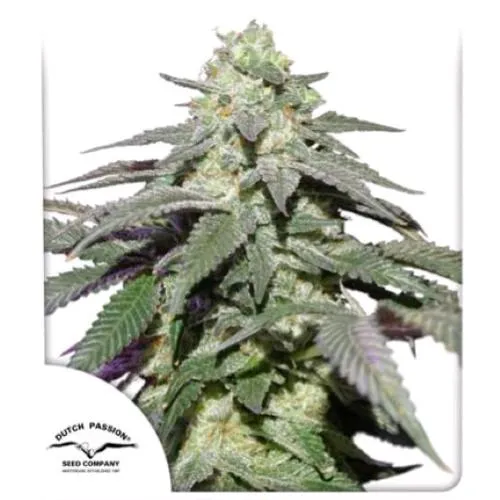 DUTCH PASSION - SKYWALKER HAZE AUTO - 100 SEMI