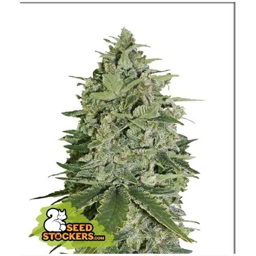 STOCKERS DI SEMI - SUPER SKUNK AUTO - 100 SEMI
