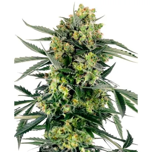 SENSI SEEDS - BLUEBERRY ZKITTLEZ AUTO - 10 SEMI