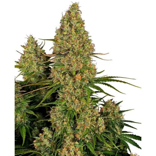 SENSI SEEDS - STICKY ORANGE XXL AUTO - 5 SEMI