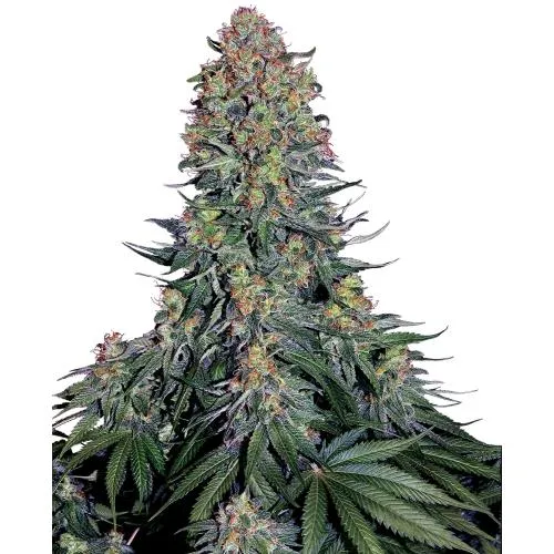 SENSI SEEDS - BLUE SKUNK FEM - 10 SEMI