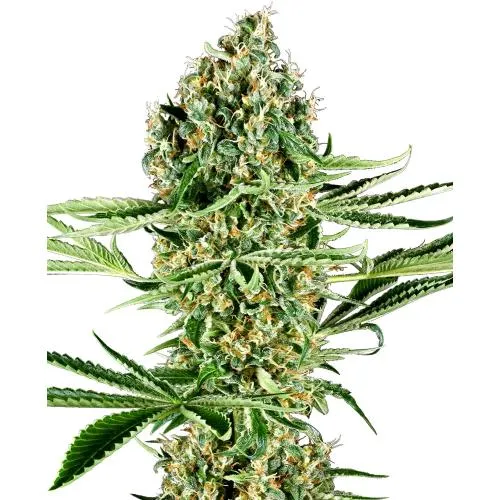 SENSI SEEDS - CRITICAL RUNTZ FEM - 5 SEMI
