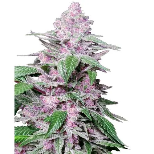 SENSI SEEDS - PURPLE COOKIE KUSH FEM - 10 SEMI