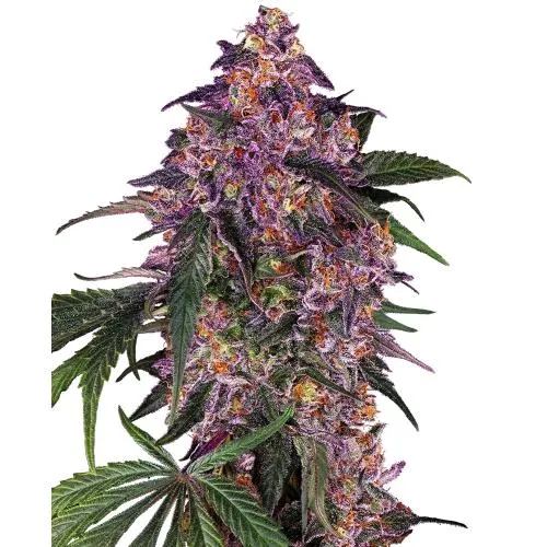 SENSI SEEDS - SENSI PURPLE KUSH FEM - 5 SEMI