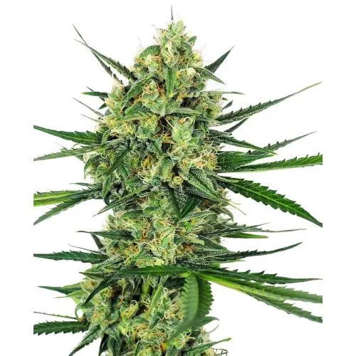 SENSI SEEDS - MANDARINO ZUCCHERO FEM - 5 SEMI