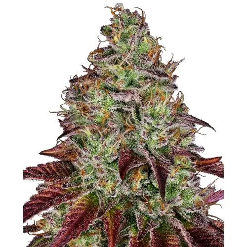 SEMI SENSI - TEZLA OG FEM - 3 SEMI