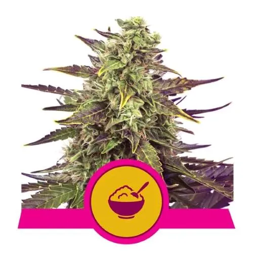 ROYAL QUEEN SEEDS - CEREAL MILK FEM - 10 SEMI - USA PREMIUM