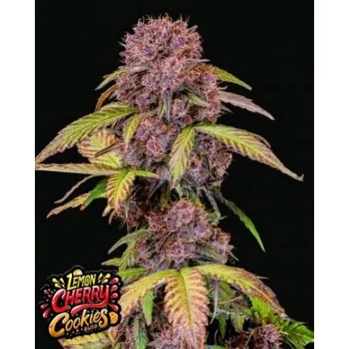 NOVITÀ - FAST BUDS - LEMON CHERRY COOKIES - 10 SEMI