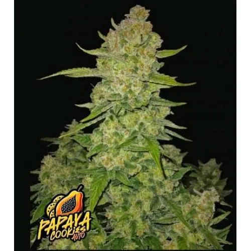 NOVITÀ - FAST BUDS - PAPAYA COOKIES - 5 SEMI