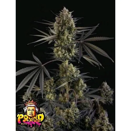 NOVITÀ - FAST BUDS - POUND CAKE AUTO - 1 SEME