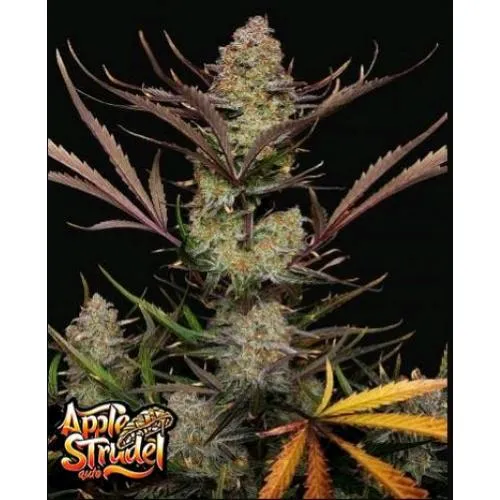 NOVITÀ - FAST BUDS - APPLE STRUDEL AUTO - 5 SEMI