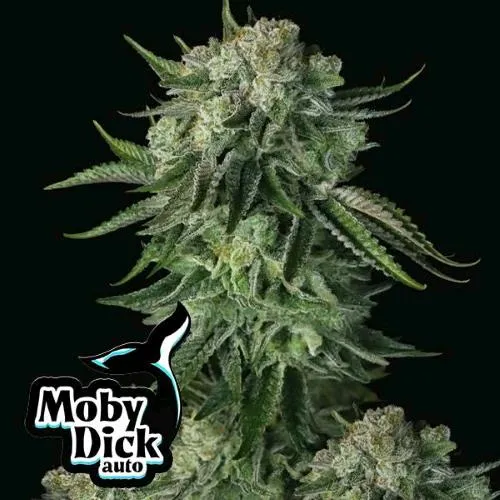 FAST BUDS ORIGINAL - MOBY DICK AUTO - 50 SEMI
