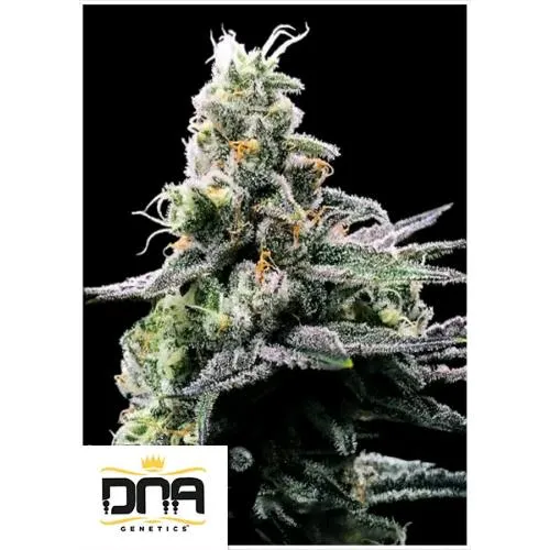 DNA GENETICS - VIOLA KOSHER FEM - 5 SEMI
