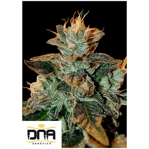 DNA GENETICS - CATARACT KUSH FEM - 5 SEMI