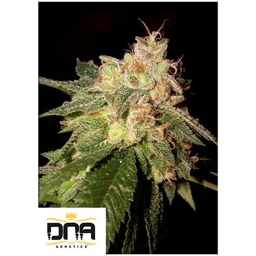 DNA GENETICS - OG KUSH FEM - 5 SEMI