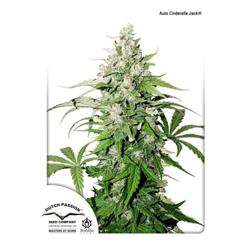 DUTCH PASSION - AUTO CINDERELLA JACK - 100 SEMI
