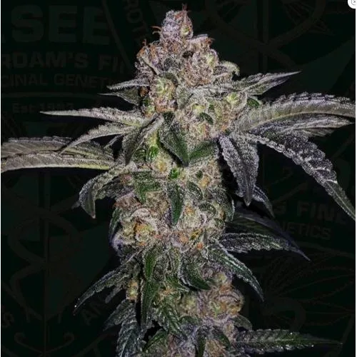 TH SEMI - PURE RUNTZY FEM - 6+1 SEMI