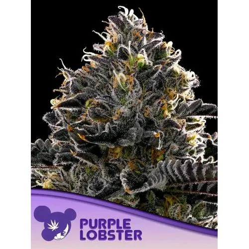 SEMI DI ANESIA - ARAGOSTA VIOLA FEM - 3 SEMI