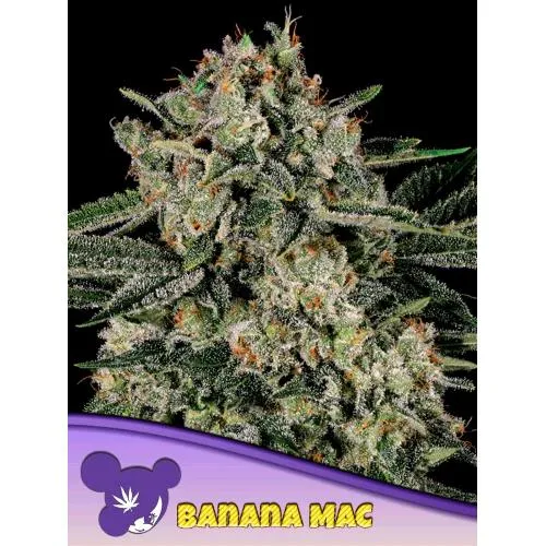 SEMI DI ANESIA - BANANA MAC FEM - 3 SEMI