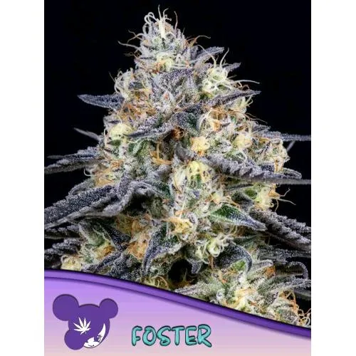 SEMI DI ANESIA - FOSTER FEM - 3 SEMI