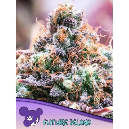 SEMI DI ANESIA - FUTURE ISLAND FEM - 3 SEMI