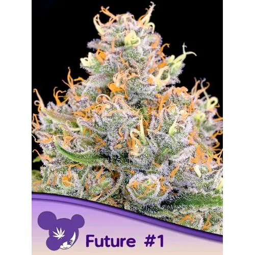SEMI DI ANESIA - FUTURE #1 FEM - 3 SEMI
