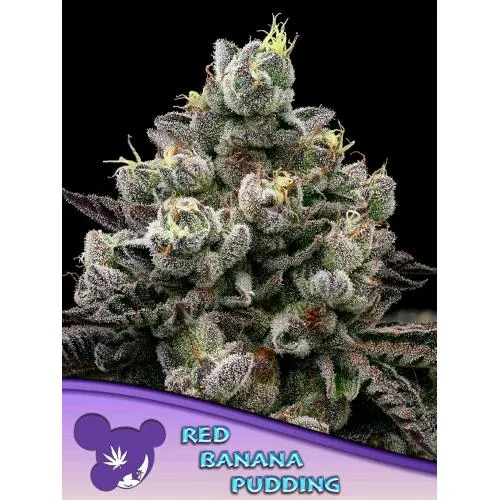SEMI DI ANESIA - PUDDING DI BANANA ROSSA FEM - 3 SEMI