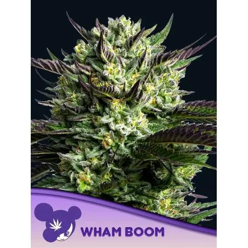 SEMI DI ANESIA - WHAM BOOM FEM - 5 SEMI