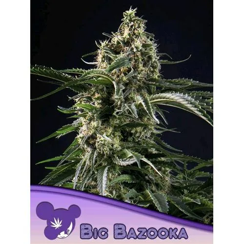 SEMI DI ANESIA - BIG BAZOOKA FEM - 5 SEMI