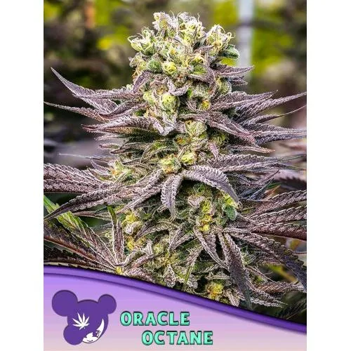 SEMI DI ANESIA - ORACLE OCTANE FEM - 5 SEMI