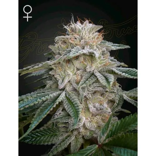 GREEN HOUSE - SUPER LEMON HAZE X OGM - 3 SEMI