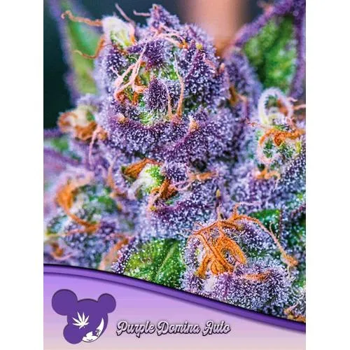 SEMI DI ANESIA - VIOLA DOMINA AUTO - 3 SEMI