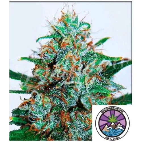 SEMI DELIZIOSI - CRITICAL NEVILLE HAZE AUTO - 1 SEMI