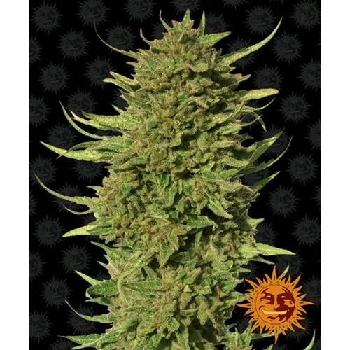 BARNEY'S FARM - CRITICAL KUSH - REGOLARE - 10 SEMI